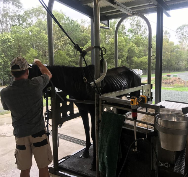 horse dentistry rspca queensland